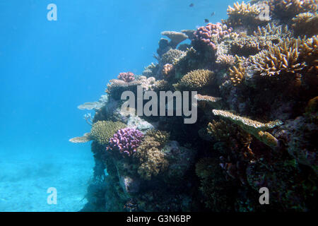 Resilienza del reef esterno di GBR: su alcuni scogli sano molti piccoli coralli sono sopravvissuti 2016 Evento di sbianca della Grande Barriera Corallina Foto Stock