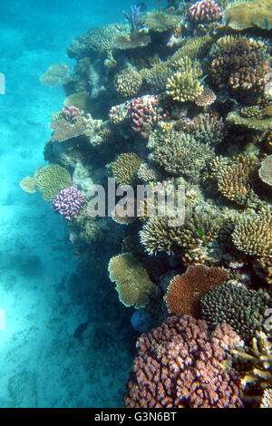 Resilienza del reef esterno di GBR: su alcuni scogli sano molti piccoli coralli sono sopravvissuti 2016 Evento di sbianca della Grande Barriera Corallina Foto Stock