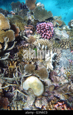 La resilienza della barriera corallina esterna sul GBR: molti piccoli sani Acropora e Pocillopora coralli osservati durante il 2016 corallo evento di sbianca Foto Stock