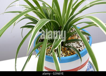 Close up Chlorophytum comosum variegatum o noto anche come spider di crescita della pianta in vaso Foto Stock