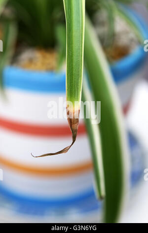 Close up Chlorophytum comosum variegatum o noto anche come impianto di ragno marrone con asciugatura a punta Foto Stock