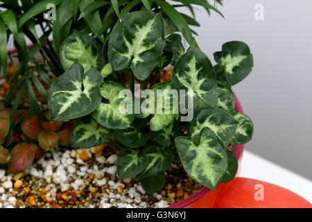 Syngonium podophyllum o noto come impianto Goosefoot, Arrowhead Vine/impianto, Nephthytis, cinque dita, Africana/American Evergreen Foto Stock