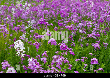 Campo di abbondanti fiori selvatici viola, Dame's Rocket, Hesperis matronalis Foto Stock