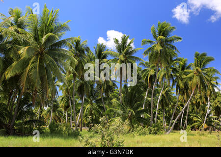 Foresta di palme, Isola di Natale, Kiribati Foto Stock