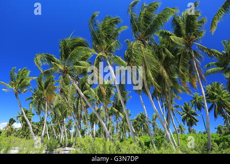 Palme di cocco, Isola di Natale, Kiribati Foto Stock