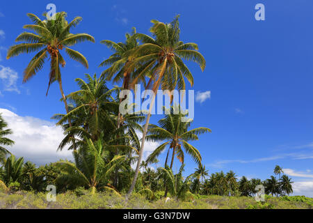 Palme di cocco, Isola di Natale, Kiribati Foto Stock