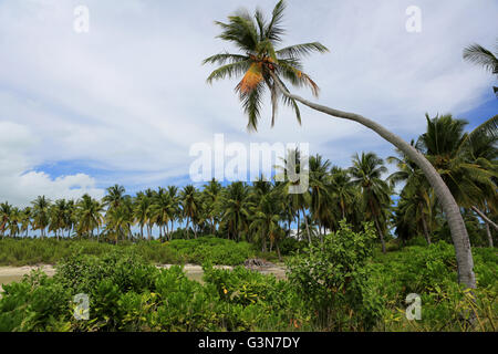 Piegate il cocco Palm tree, Isola di Natale, Kiribati Foto Stock