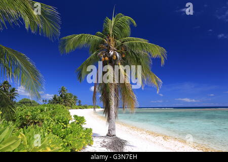 Wild Coco Palm Beach sull'Isola di Natale, Kiribati Foto Stock