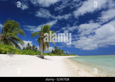 Wild Coco Palm Beach sull'Isola di Natale, Kiribati Foto Stock