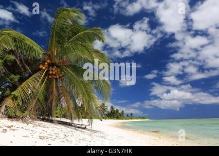 Wild Coco Palm Beach sull'Isola di Natale, Kiribati Foto Stock