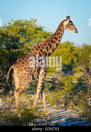 La giraffa (Giraffa camelopardalis) è un africano anche-toed ungulato mammifero, il più alto vivono animali terrestri Foto Stock