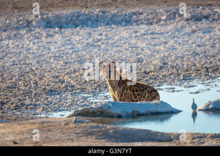 The Spotted hyena (Crocuta crocuta), noto anche come il ridere iena, è una specie di iena Foto Stock