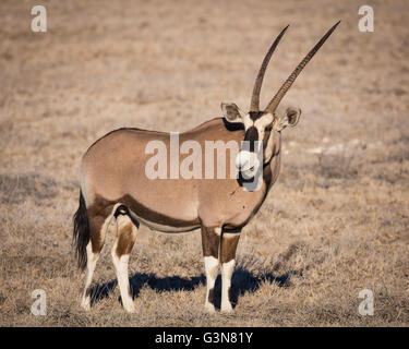 Il gemsbok o gemsbuck (oryx gazella) è una grande antilope al genere Oryx Foto Stock