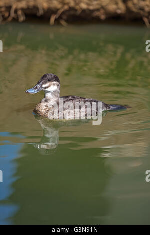 North American rubicondo anatra (Oxyura jamaicensis). Femmina. Foto Stock