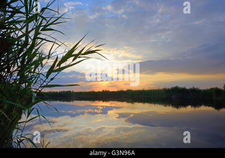 Pettine contro il tramonto sul Delta del Danubio Foto Stock