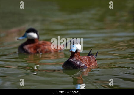 North American rubicondo anatra (Oxyura jamaicensis). I maschi di entrambi. Foto Stock