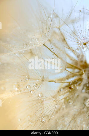 Macro gocce di rugiada su un dente di leone Foto Stock