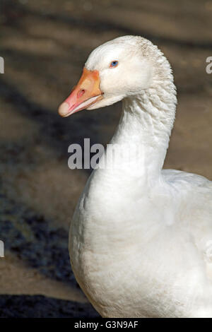 Sibilo FULVOUS o Anatra Anatra ad albero Foto Stock