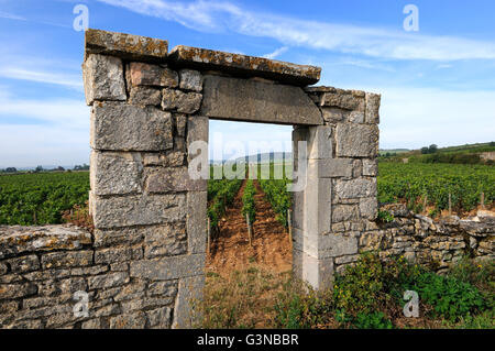 Portale della vigna della Borgogna vicino a Beaune, Cote d'Or, Francia, Europa Foto Stock