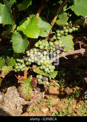 Grapevine, Borgogna, in Francia, in Europa Foto Stock