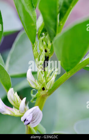 Le fave e le favette, Vicia faba, giovani piante con i fiori e le formiche tendente afidi. Anche i fagioli sapere come ampia, fava, faba, bell, cavallo, W Foto Stock