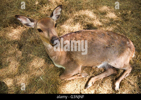 Cervi Sika o giapponese cervo (Cervus nippon), Hind, Ernstbrunn zoo, Austria Inferiore, Austria, Europa Foto Stock