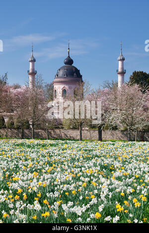 La fioritura dei ciliegi e la fioritura narcisi, moschea in background, giardino del palazzo, Schwetzingen Castello, Schwetzingen Foto Stock