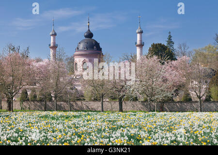 La fioritura dei ciliegi e la fioritura narcisi, moschea in background, giardino del palazzo, Schwetzingen Castello, Schwetzingen Foto Stock