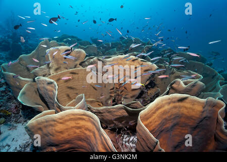 Corallo disco (Turbinaria mesenterina), riparo per vari pesci di scogliera, Wakatobi. Isola Arcipelago Tukangbesi Foto Stock