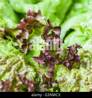 Sfondo di cibo - fresche foglie verdi di lollo rosso lattuga close up Foto Stock
