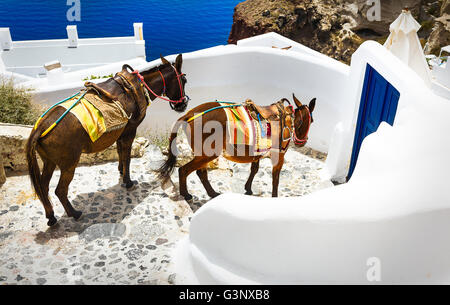 Asino su scale di Santorini, greco tradizionale serie di vita Foto Stock
