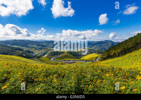 Tung Bua Tong messicano campo di semi di girasole in Maehongson (Mae Hong Son) Provincia in Thailandia. Foto Stock