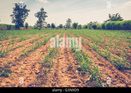 La canna da zucchero in campo agricolo in Thailandia. Foto Stock