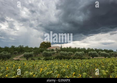 Un massiccio minaccioso thundercloud scuro si sposta al di sopra di una casa privata e campo di girasoli Foto Stock