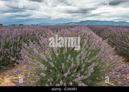 Vista ravvicinata di i fiori di lavanda cluster sotto il cielo velato di Provenza Foto Stock