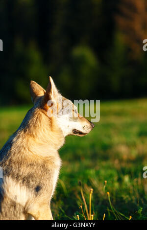 Addomesticazione cane lupo su un prato. Pastore cecoslovacco. Foto Stock