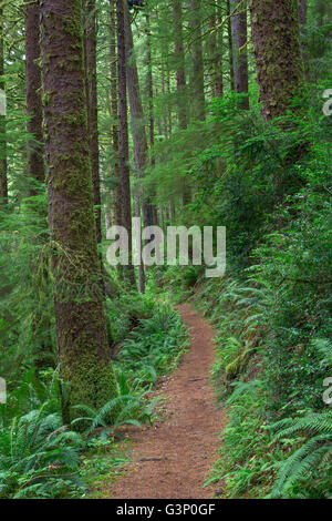 Stati Uniti d'America, Oregon, Siuslaw National Forest. Cape Perpetua Scenic Area, Gwynn Creek Trail attraverso la crescita vecchia foresta pluviale costiera. Foto Stock