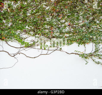 Foglie d'edera isolato su uno sfondo bianco Foto Stock