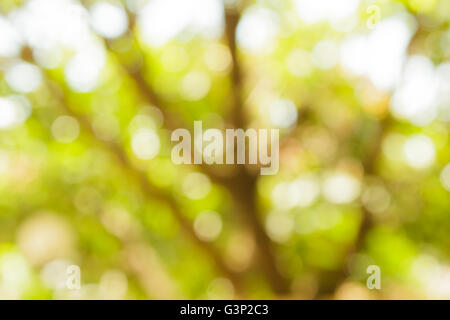 Blur naturale e sfondo luminoso nel parco. Foto Stock