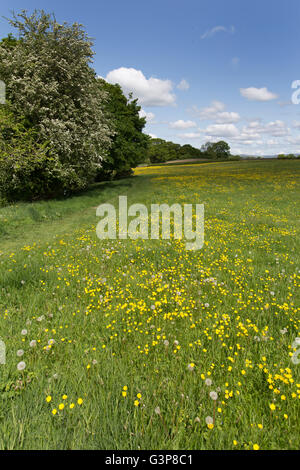 Fiume Kent, Inghilterra. Campo di renoncules adiacenti al fiume Kent, sul tratto di fiume tra Sedgwick e Kendal. Foto Stock