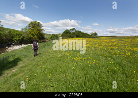 Fiume Kent, Inghilterra. Vista pittoresca su una solitaria lady walker in transito attraverso un campo di renoncules, adiacente al fiume Kent. Foto Stock