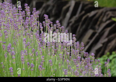 Una boccola di lavanda con pietra nera sfumata in background Foto Stock