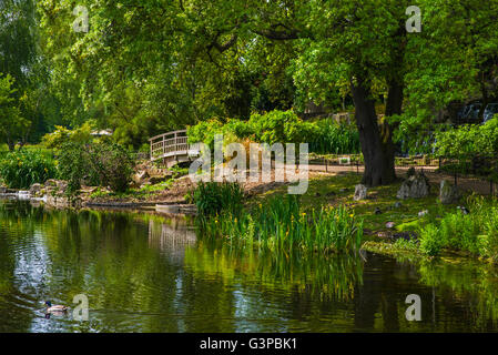 Una vista del bel giardino Giapponese isola situata nella Regina Marie Giardini a Regents Park, Londra. Foto Stock