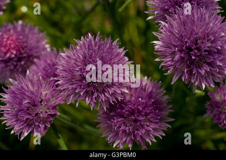 Verde menta e viola le teste dei fiori della pianta di erba cipollina. Le erbe del giardino. Giardino fresco di menta e di erba cipollina fresca. Foto Stock