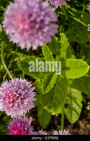 Verde menta e viola le teste dei fiori della pianta di erba cipollina. Le erbe del giardino. Giardino fresco di menta e di erba cipollina fresca. Foto Stock