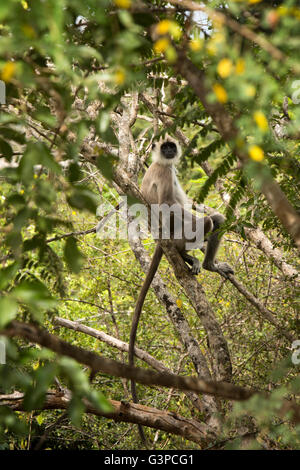 Sri Lanka, fauna selvatica, Yala National Park, Grigio Langur, Semnopithecus entellus, nella struttura ad albero Foto Stock