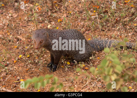 Sri Lanka, fauna selvatica, Yala National Park, rosse manguste, Herpestes smithii Foto Stock