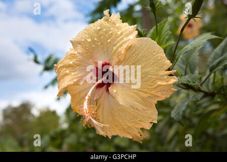 Sri Lanka, Kataragama, gocce di acqua piovana sul colore arancione pallido fiori di ibisco Foto Stock