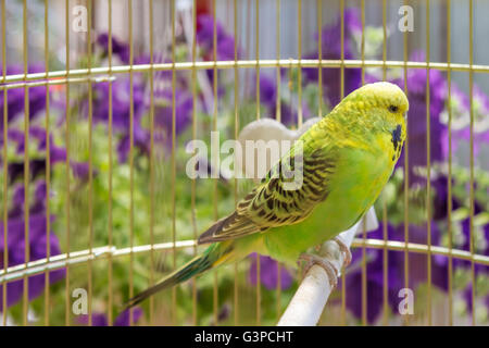 Verde pappagallo ondulato si siede in una gabbia Foto Stock