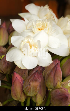 Sri Lanka, Kataragama, Maha Devale complessa, fiori di Loto in vendita per le offerte del tempio Foto Stock